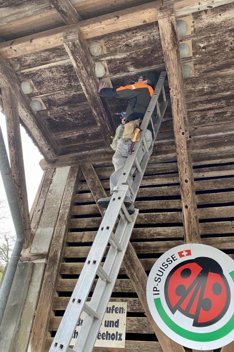 Beat Bergmann bei der Montage von zusätzlichen Mehlschwalbennisthilfen
