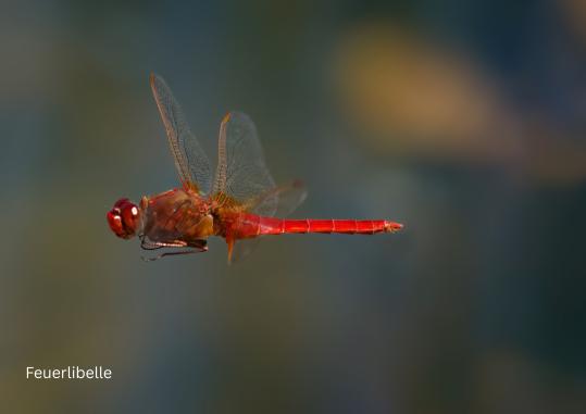 Feuerlibelle