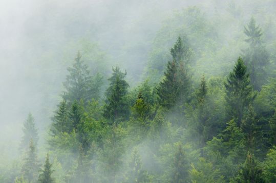 Aufforstung Manneberg