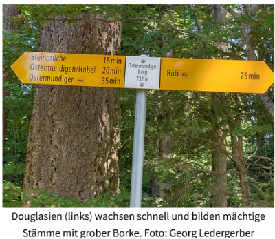 Baumexkursion Douglasienweg Ostermundigenberg