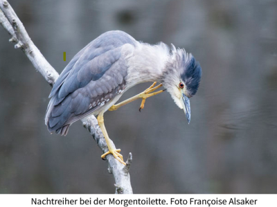 Vogelexkursion an den Neuenburgersee