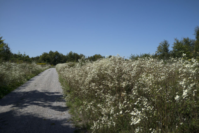 NUBIS packt an – Wir entfernen Einjähriges Berufkraut auf einer Weide