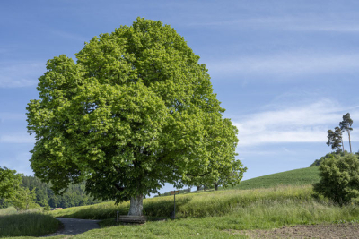  Heckenpflege in der Hecke Friedenslinde bei Bantigen