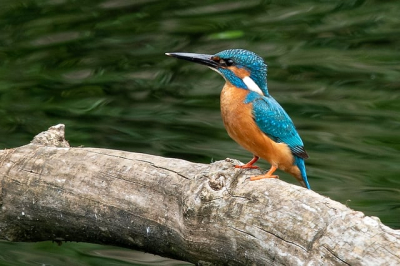 Vogelexkursion an den Neuenburgersee