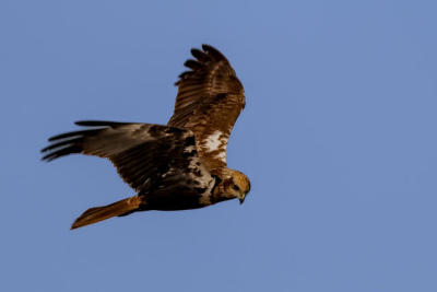 Euro Birdwatch Euro Birdwatch