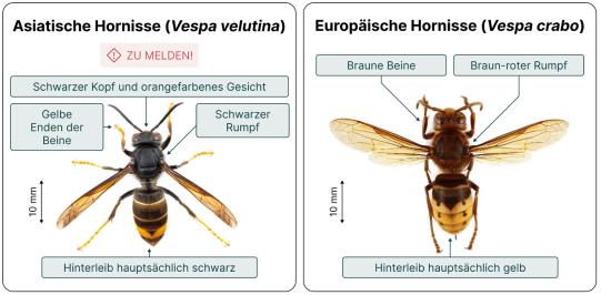Vergleich Hornissen