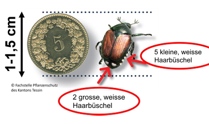 Japankäfer