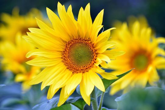 artellliii72-sunflowers